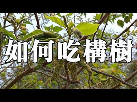 鹿仔入藥構樹功效|構樹